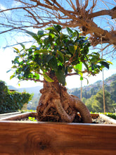 Cargar imagen en el visor de la galería, Bonsái Ficus
