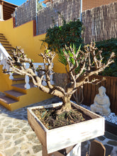 Cargar imagen en el visor de la galería, Bonsái Ciruelo (Prunus Domestica)
