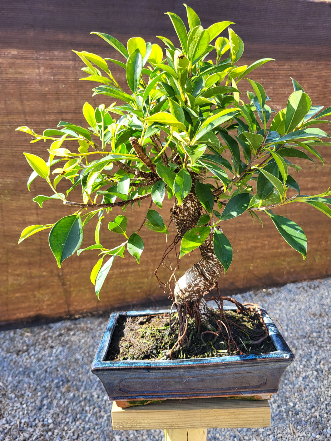 Bonsái Ficus Retusa 10 años