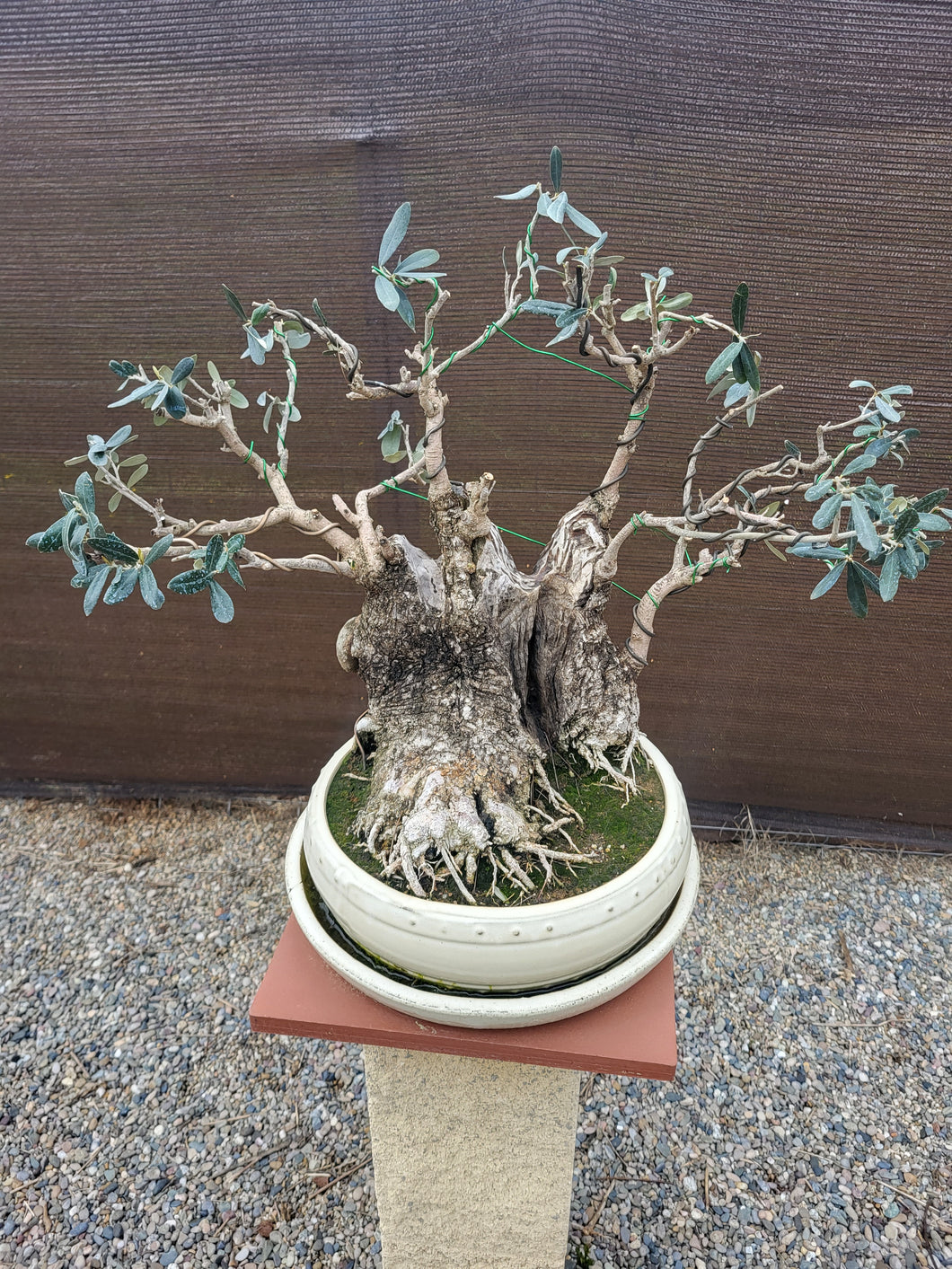 Bonsái Olea Europaea (OLIVO)