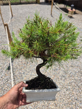 Cargar imagen en el visor de la galería, Bonsái Pinus Halepensis
