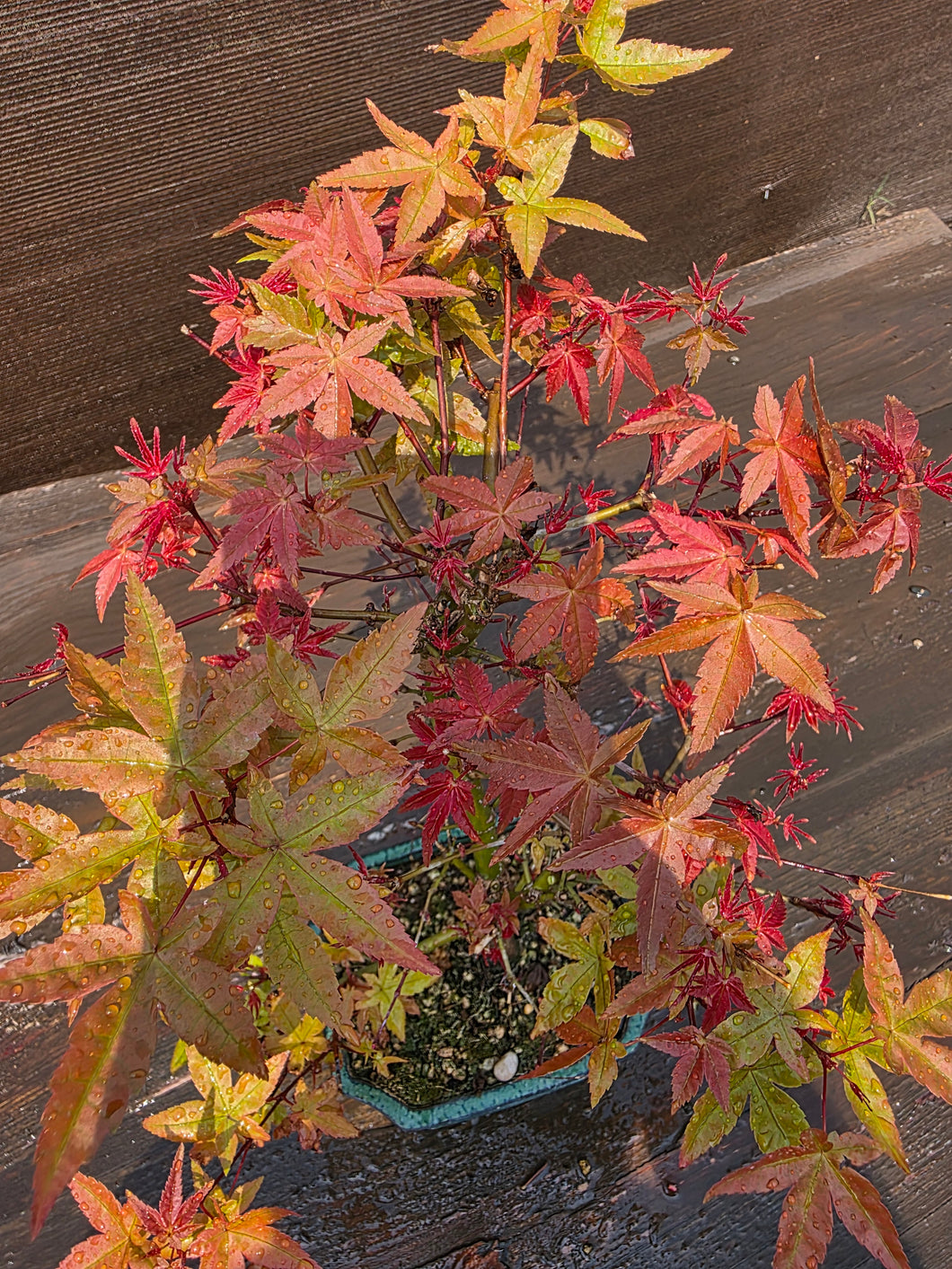 Bonsái Acer Palmatum Deshojo 10 años