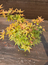 Cargar imagen en el visor de la galería, Bonsái Acer Palmatum Deshojo 10 años
