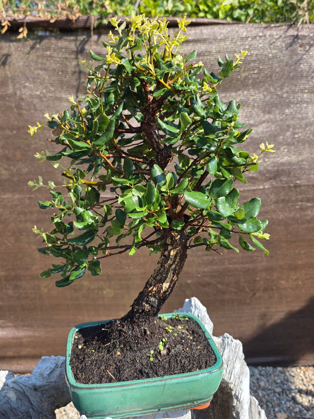 Quercus suber - alcornoque mediterráneo