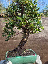 Cargar imagen en el visor de la galería, Quercus suber - alcornoque mediterráneo
