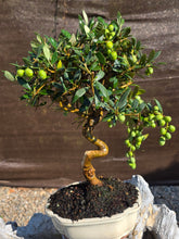 Cargar imagen en el visor de la galería, Bonsai olivo 10 años
