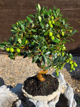 Cargar imagen en el visor de la galería, Bonsai olivo 10 años
