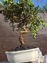 Cargar imagen en el visor de la galería, Bonsai olivo 10 años
