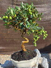 Cargar imagen en el visor de la galería, Bonsai olivo 10 años
