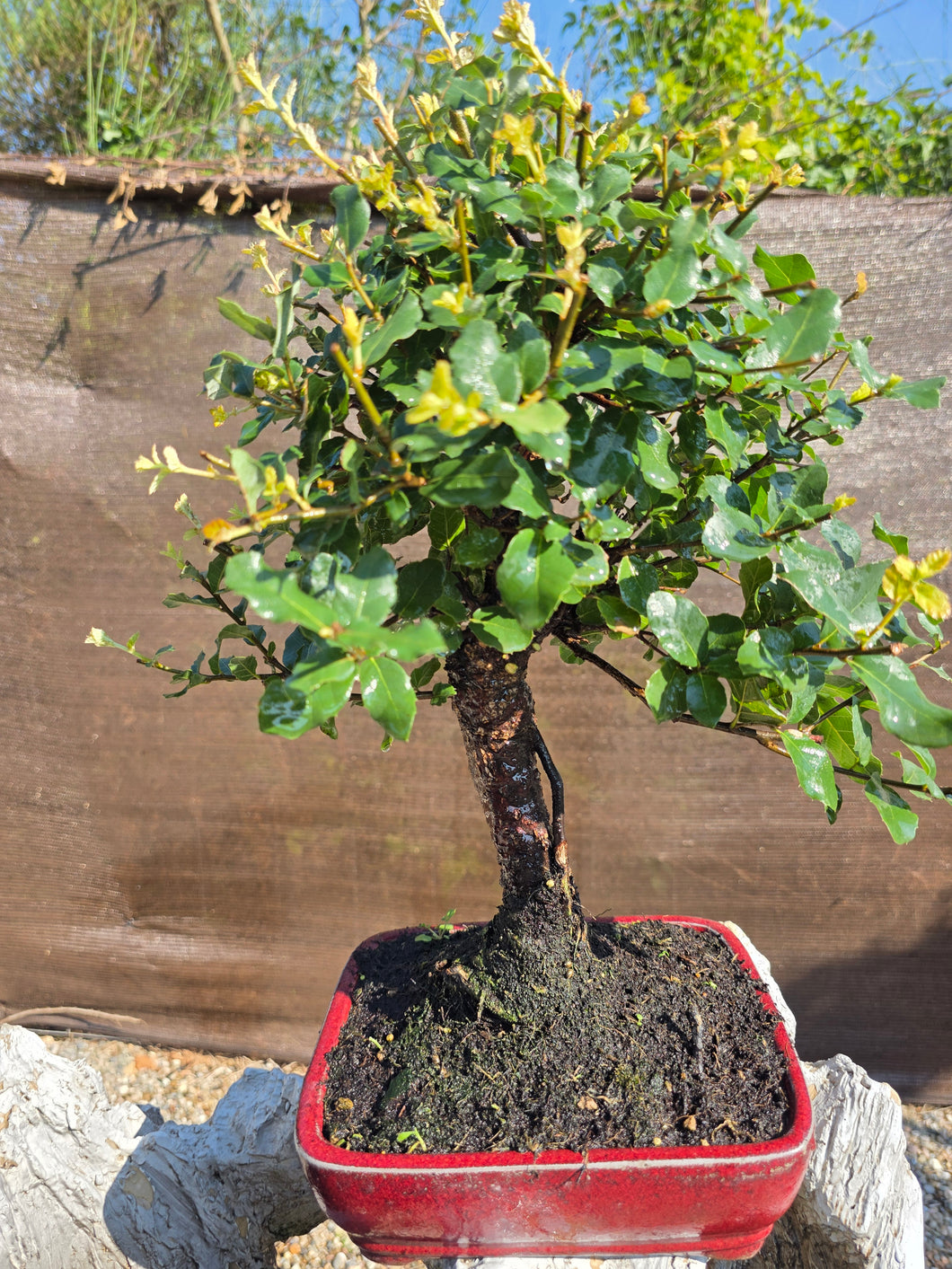 Quercus suber - alcornoque mediterráneo 10 años