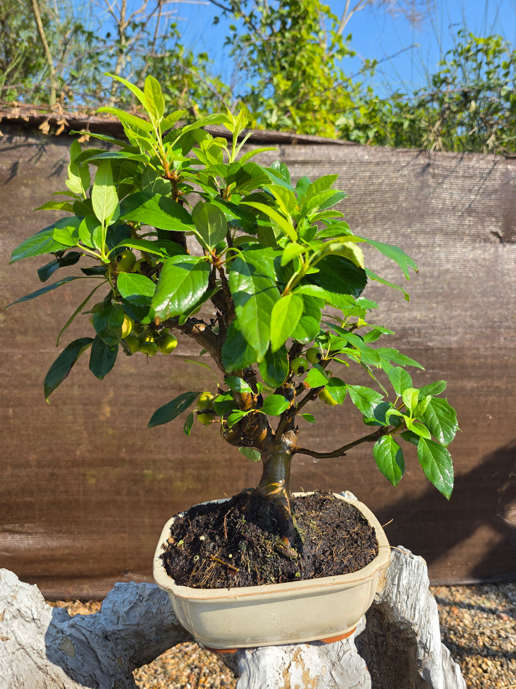 Manzano 12 años (Malus)