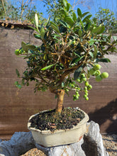 Cargar imagen en el visor de la galería, Bonsai olivo 10 años
