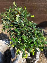Cargar imagen en el visor de la galería, Bonsai olivo 10 años
