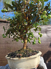 Cargar imagen en el visor de la galería, Bonsai olivo 10 años
