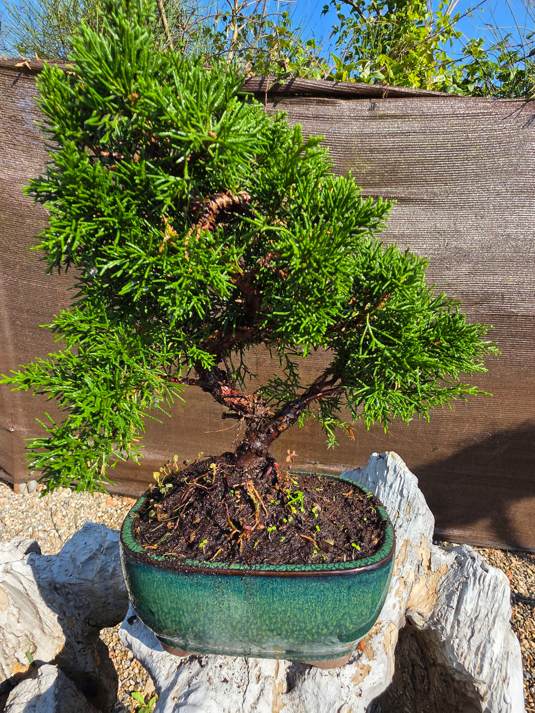Juniperus Chinensis 10 años