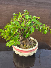 Cargar imagen en el visor de la galería, Bonsái Ficus

