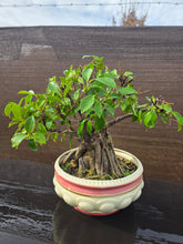 Cargar imagen en el visor de la galería, Bonsái Ficus
