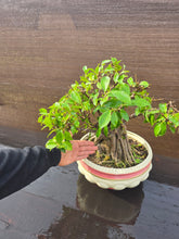 Cargar imagen en el visor de la galería, Bonsái Ficus
