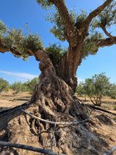 Cargar imagen en el visor de la galería, Árbol centenario olivo
