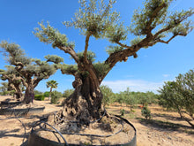 Cargar imagen en el visor de la galería, Árbol centenario olivo
