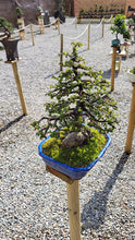 Cargar imagen en el visor de la galería, Olmo en roca - zelkova parvifolia 15 años.
