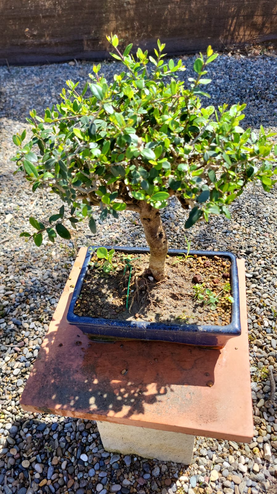 Bonsái Olea Europaea Sylvestris (ACEBUCHE)