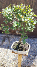 Cargar imagen en el visor de la galería, Quercus suber - alcornoque mediterráneo
