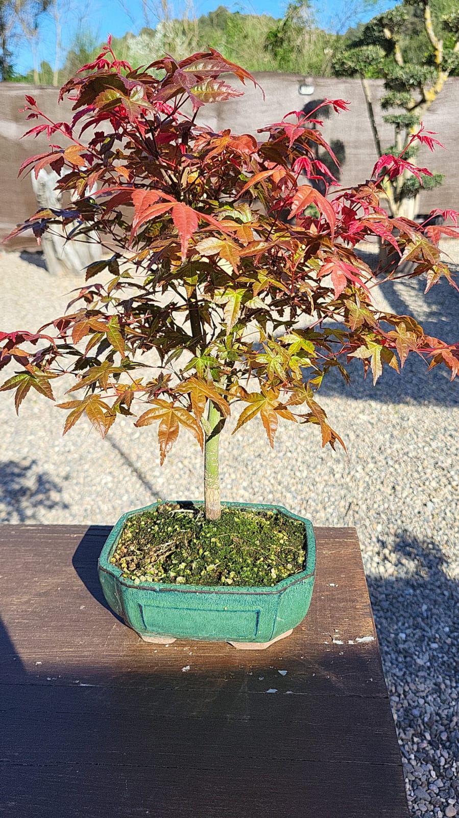 Bonsái Acer Palmatum Deshojo 10 años