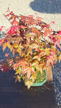 Cargar imagen en el visor de la galería, Bonsái Acer Palmatum Deshojo 10 años
