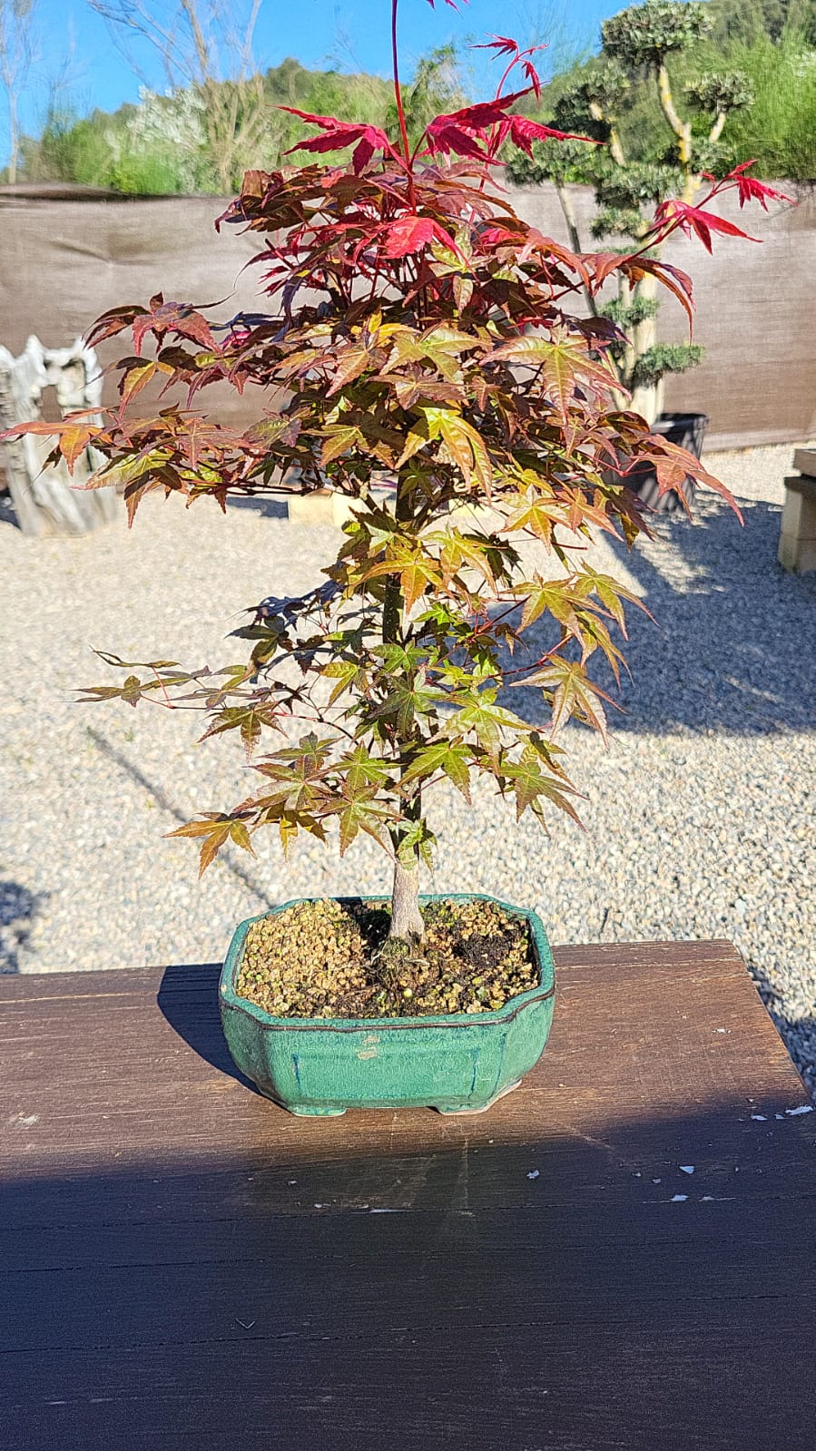 Bonsái Acer Palmatum Deshojo 10 años