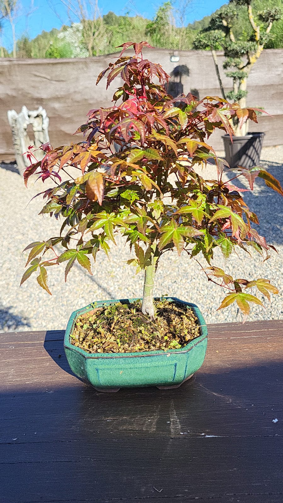 Bonsái Acer Palmatum Deshojo 9 años