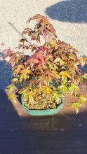 Cargar imagen en el visor de la galería, Bonsái Acer Palmatum Deshojo 9 años
