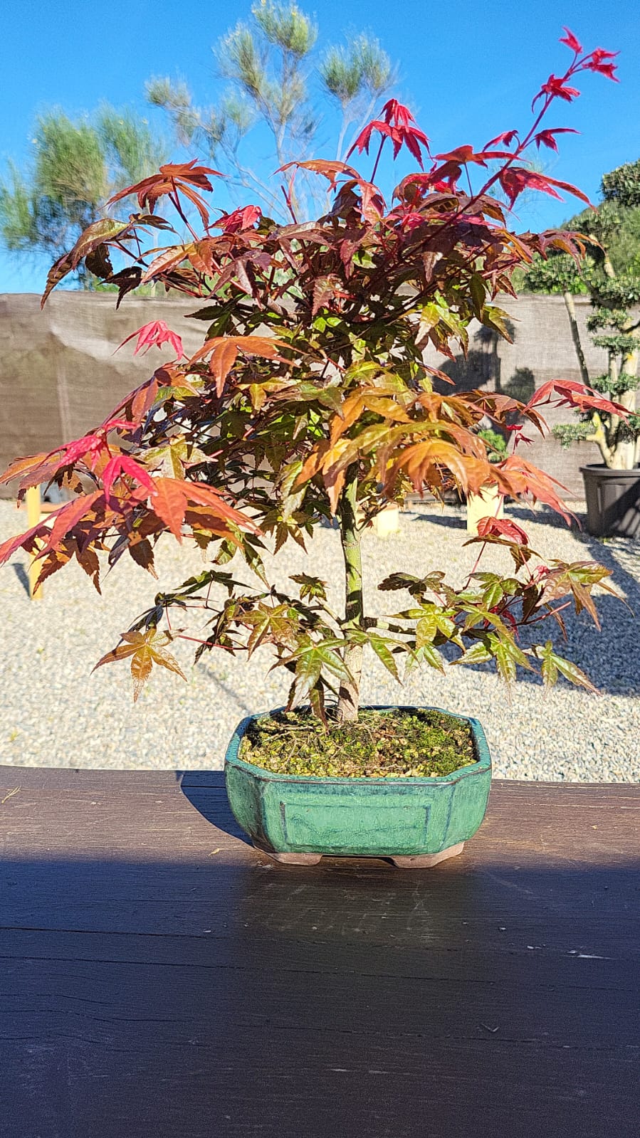 Bonsái Acer Palmatum Deshojo 10 años