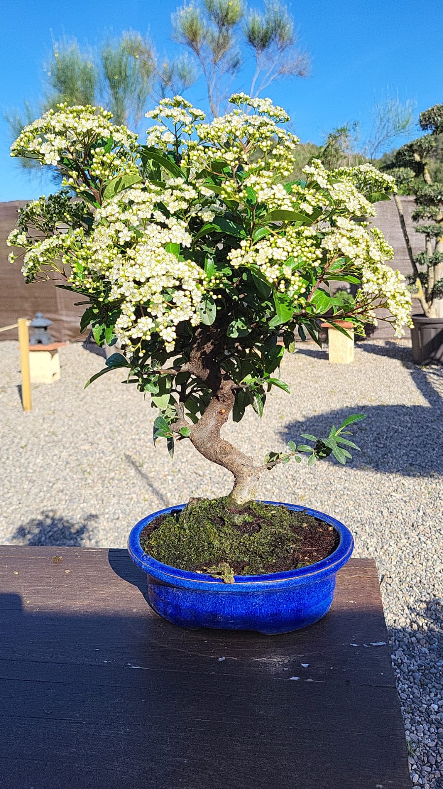 Bonsái Pyracantha 10 años