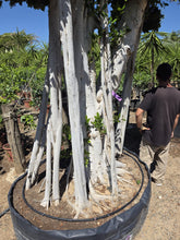 Cargar imagen en el visor de la galería, Ficus macro bonsái microcarpa raíces aéreas
