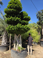 Cargar imagen en el visor de la galería, Ficus macro bonsái raíces aéreas
