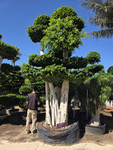 Cargar imagen en el visor de la galería, Macro bonsái ficus con raíces aéreas

