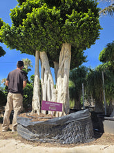 Cargar imagen en el visor de la galería, Macro bonsái ficus con raíces aéreas
