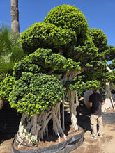 Cargar imagen en el visor de la galería, Ficus microcarpa macrobonsái – troncos múltiples
