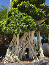 Cargar imagen en el visor de la galería, Ficus microcarpa macrobonsái – troncos múltiples
