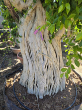 Cargar imagen en el visor de la galería, macro bonsái ficus microcarpa raíces aéreas
