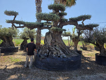 Cargar imagen en el visor de la galería, Olivo milenario 1113
