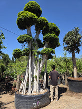 Cargar imagen en el visor de la galería, Ficus macro bonsái microcarpa raíces aéreas
