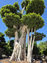 Cargar imagen en el visor de la galería, Macro bonsái Ficus microcarpa
