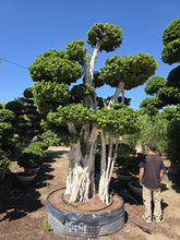 Cargar imagen en el visor de la galería, Macro bonsái Ficus microcarpa

