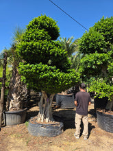 Cargar imagen en el visor de la galería, Macro bonsái ficus microcarpa raíces aéreas
