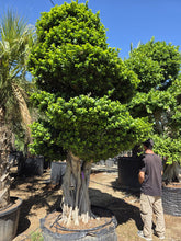 Cargar imagen en el visor de la galería, Macro bonsái ficus microcarpa raíces aéreas
