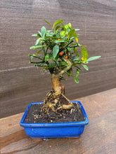 Cargar imagen en el visor de la galería, Bonsái Citrus Kinzu 10 años (Naranjo)
