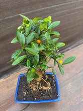 Cargar imagen en el visor de la galería, Bonsái Citrus Kinzu 10 años (Naranjo)
