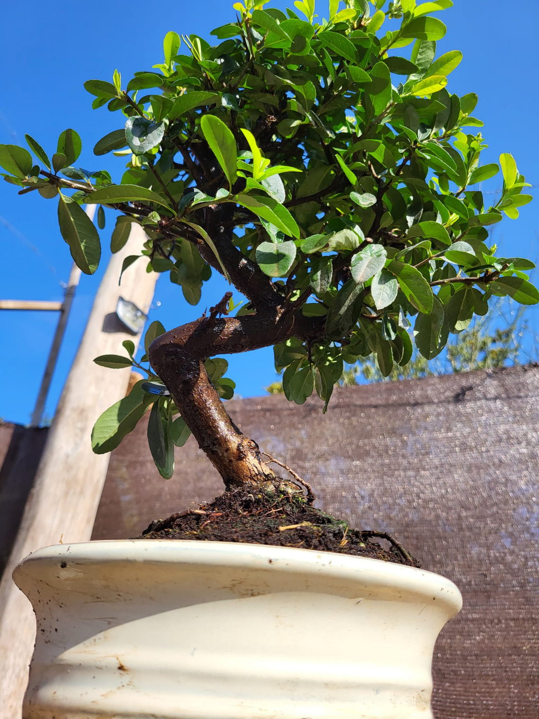 Bonsái Pyracantha 10 años